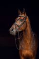 HZ Sion Bridle w Reins